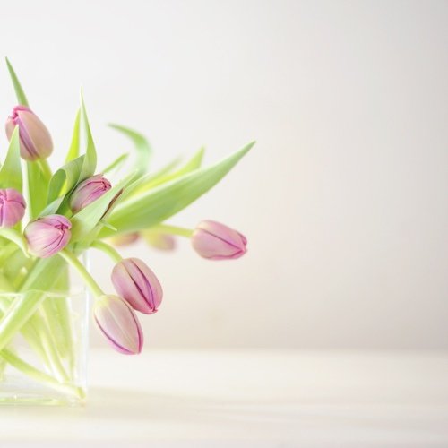 tulipanes16