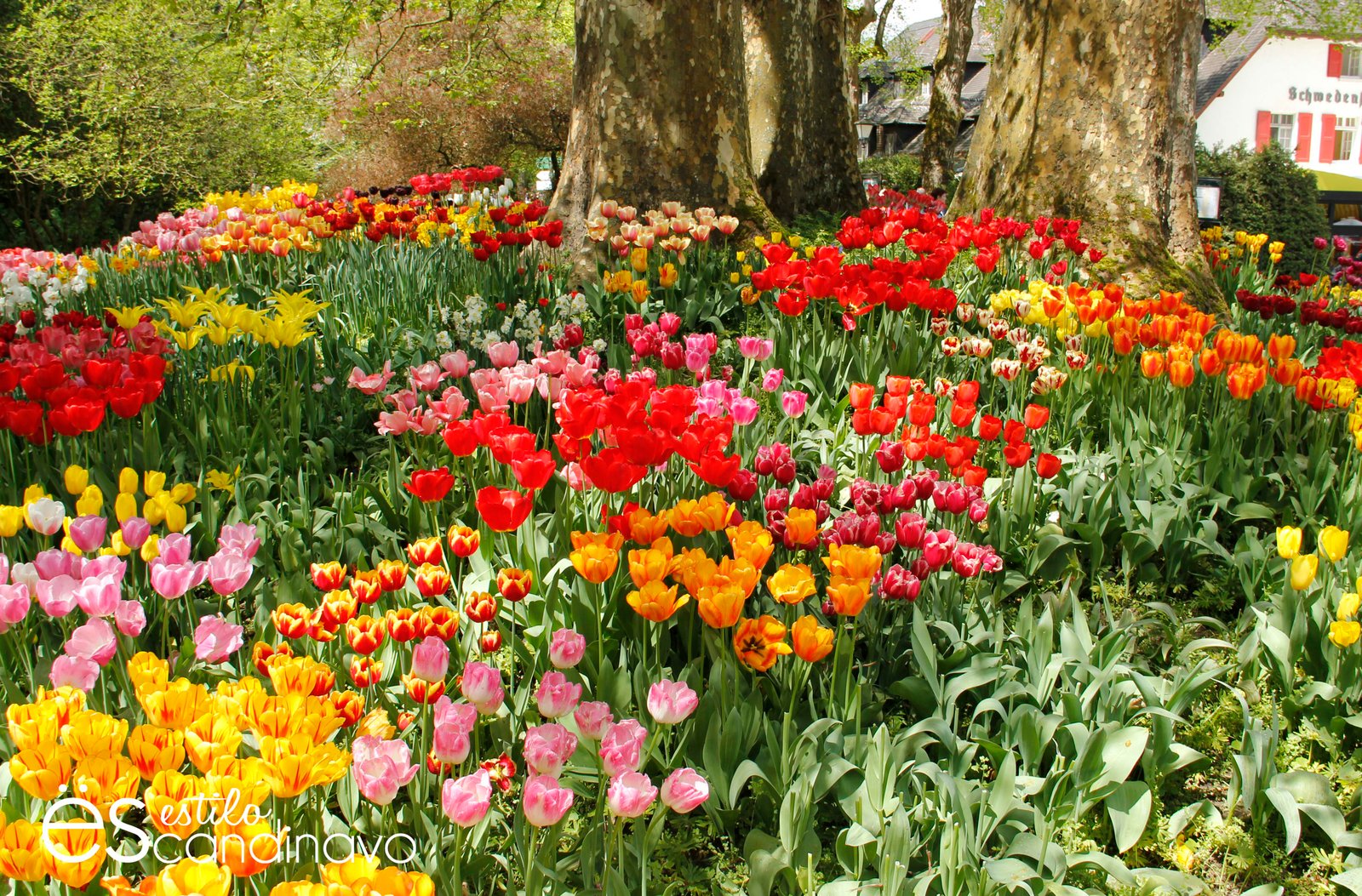 isla-de-las-flores12