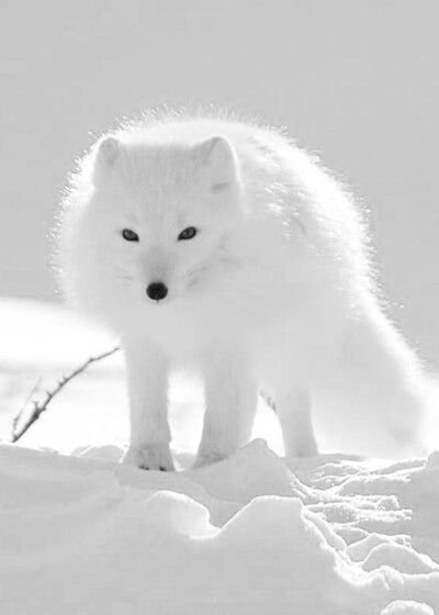 WHITE07