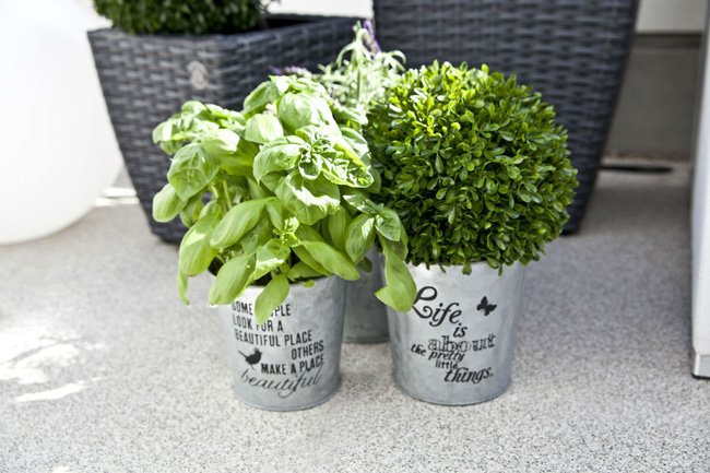 Westwing_Mood_Gardeners_Day_Basilikum