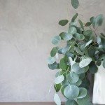 Decorar con eucalipto