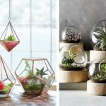 La naturaleza en casa con preciosos terrarios